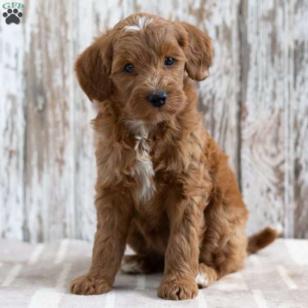 Stefanie, Mini Goldendoodle Puppy